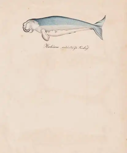 Halicore - Dugong Seeschwein / Tiere animals / Zeichnung drawing dessin