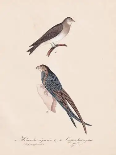 Hirundo riparia / Cypselus apus - Mauersegler swift Uferschwalbe brown-throated martin / Vogel bird oiseau Vö