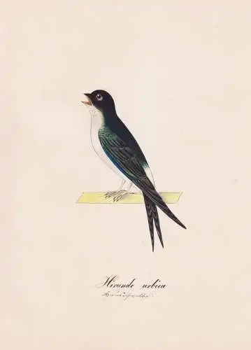 Hirundo urbica - Mehlschwalbe house martin swallow Schwalbe / Vogel bird oiseau Vögel bird oiseux / Tiere ani