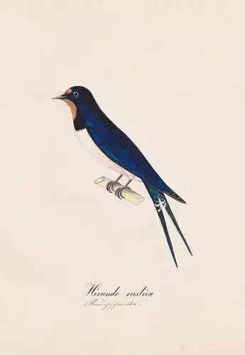 Hirundo rustica - Rauchschwalbe barn swallow Schwalbe / Vogel bird oiseau Vögel bird oiseux / Tiere animals a