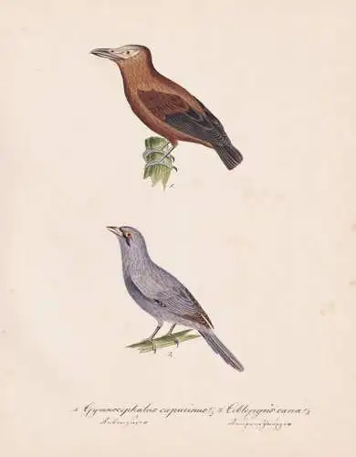 Gymnocephalus capucinus / Ceblepyris cana - Kapuzinerkotinga African passerine birds / Vogel bird oiseau Vöge