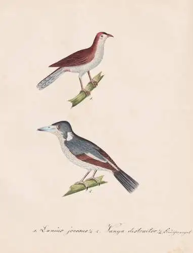Lanius jocosus / Vanga destructor - Graurücken-Krähenwürger grey butcherbird / Vogel bird oiseau Vögel bir