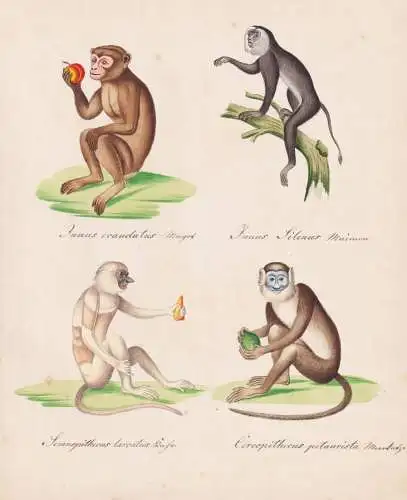 Inuus ecaudatus / Inuus Silenus / Semnopithecus larvatus / Cercopithecus petaurista - monkeys Affen / Barbary