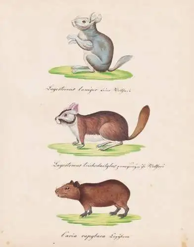 Lagostomus laniger / Lagostomus trichodactylus / Cavia capybara - Lagostomuss Capybara Wasserschwein  / Tiere