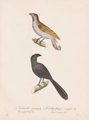 Indicator minor / Crotophaga major - Honiganzeiger honeyguide Riesenani greater ani / Vogel bird oiseau Vögel
