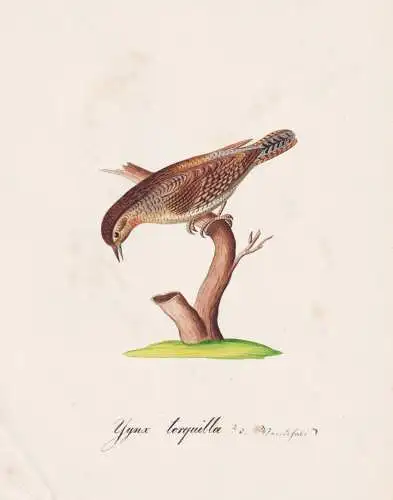 Jynx torquilla - Wendehals wryneck / Vogel bird oiseau Vögel bird oiseux / Tiere animals animaux / Zoologie z