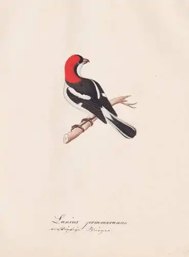 Lanius pommeranus - Kehlbinden-Bartvogel black-girdled barbet / Vogel bird oiseau Vögel bird oiseux / Tiere a