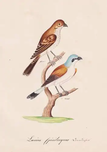 Lanius Spinitorquus - Rotschulterwürger bay-backed shrike / Vogel bird oiseau Vögel bird oiseux / Tiere anim