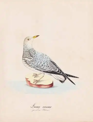 Larus canus - Sturmmöwe Möwe gull / Vögel birds oiseaux Vogel bird / Tiere animals animaux / Zoologie zoolo