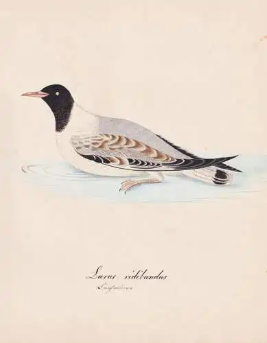 Larus vidibundus - Lachmöwe Black-headed gull / Vögel birds oiseaux Vogel bird / Tiere animals animaux / Zoo