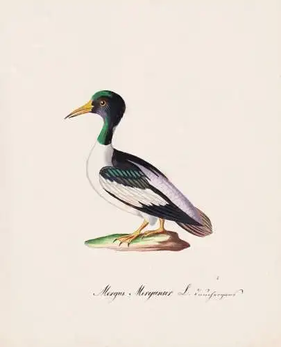 Mergus Merganser - Gänsesäger merganser / Vögel birds oiseaux Vogel bird / Tiere animals animaux / Zoologie