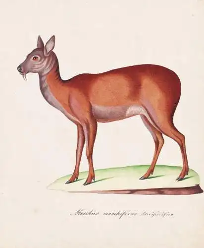 Moschus moschiferus - Sibirisches Moschustier Siberian musk deer / Tiere animals / Zeichnung drawing dessin
