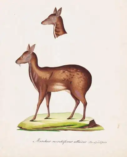 Moschus moschiferus attaicus - Moschustier Moschushirsch musk deer / Tiere animals / Zeichnung drawing dessin