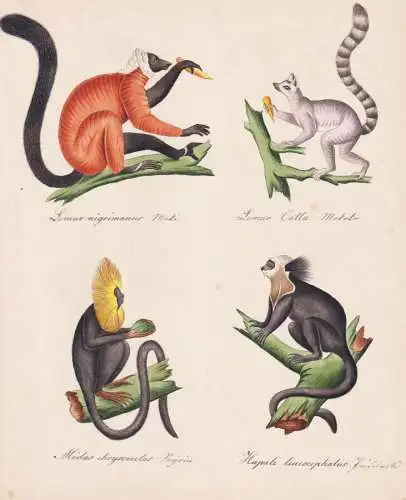 Lemur nigrimanus / Lemur Catta / Midas chrysomelas / Hapale leucocephalus - Lemur Goldkopflöwenäffchen Golde