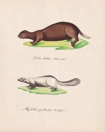 Lutra lutris / Mephitis putorius - Fischotter otter Mephitis skunk Streifenskunks / Tiere animals animaux / Zo
