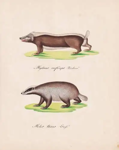 Mydaus meficeps / Meles taxus - Stinkdachs Dachs badgers stink badgers / Tiere animals / Zeichnung drawing des