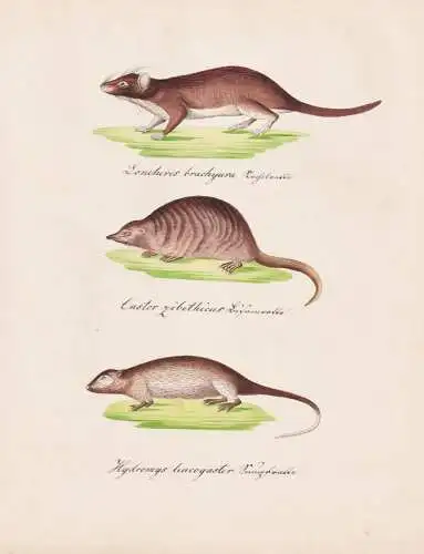 Loncheres brachyura / Castor zibethicus / Hydromys leucogaster - Phyllomys Biber beaver Schwimmratten / Tiere