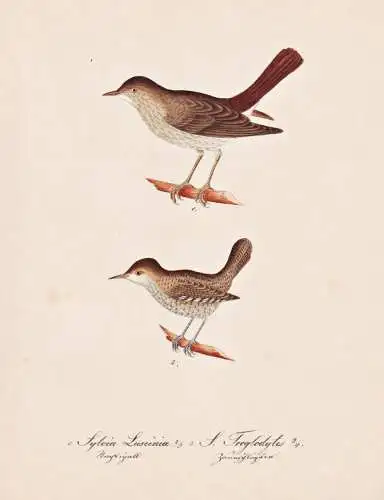 Sylvia Luscinia / S. Troglodytes - thrush nightingale Sprosser / Vogel bird oiseau Vögel bird oiseux / Tiere