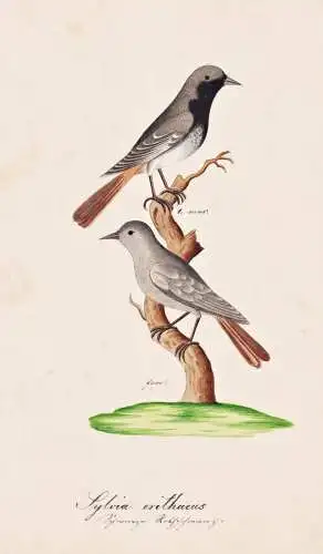Sylvia erithacus - Mönchsgrasmücke blackcap Grasmücke warbler / Vogel bird oiseau Vögel bird oiseux / Tier