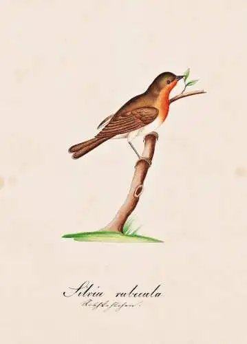 Sylvia rubecula - Rotkehlchen robin redbreast / Vogel bird oiseau Vögel bird oiseux / Tiere animals animaux /