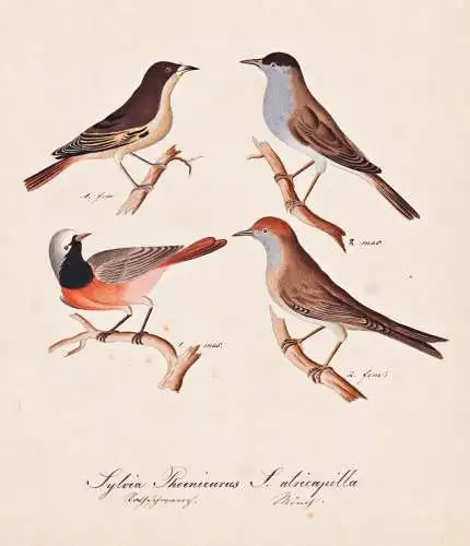Sylvia Phoenicurus / S. atricapilla - Gartenrotschwanz redstart Mönchsgrasmücke blackcap / Vogel bird oiseau