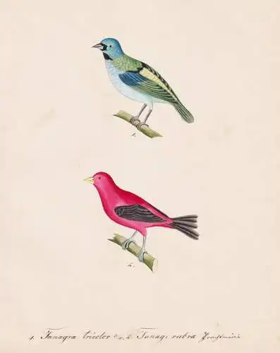 Tanagra tricolor / Tanag. rubra - Sommerkardinal summer tanager Sommertangare / Vogel bird oiseau Vögel bird