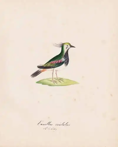 Vanellus cristatus - Kiebitz Northern lapwing / Vögel birds oiseaux Vogel bird / Tiere animals animaux / Zool