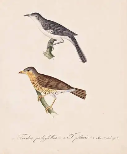 Turdus polyglottus / T. pilaris - northern mockingbird Spottdrossel / Wacholderdrossel fieldfare snowbird / Vo
