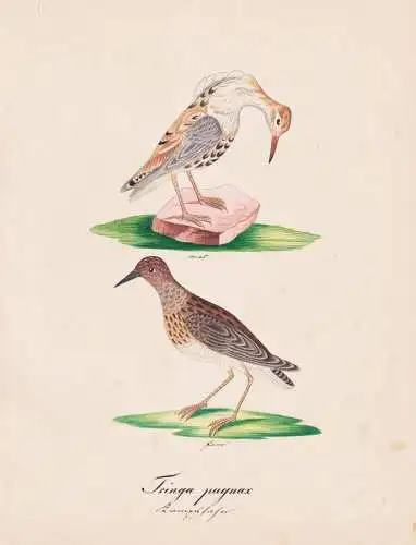 Tringa pugnax - Ruff Kampfläufer / Vögel birds oiseaux Vogel bird / Tiere animals animaux / Zoologie zoology
