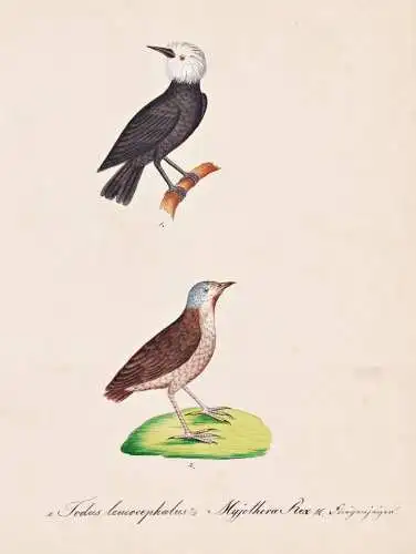 Todus leucocephalus / Myothera Rex - marsh tyrant / Ameisenvogel antbirds / Vogel bird oiseau Vögel bird oise