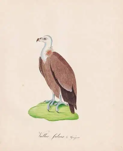 Vullur fulvus - Gänsegeier Eurasian griffon vulture vultures Geier / Vögel birds oiseaux Vogel bird / Tiere