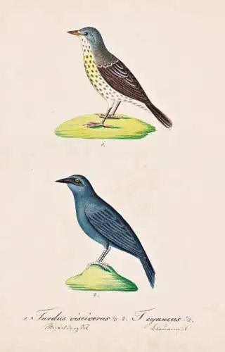 Turdus Visivorus / T. cyaneus - Misteldrossel mistle thrush Drossel trush / Vogel bird oiseau Vögel bird oise