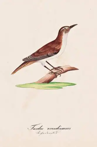 Turdus arundinaceus - great reed warbler Drosselrohrsänger / Vogel bird oiseau Vögel bird oiseux / Tiere ani