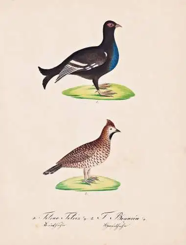 Tetrao Tetrix / T. Bonasia - Birkhuhn black grouse Haselhuhn hazel grouse / Vogel bird oiseau Vögel bird oise