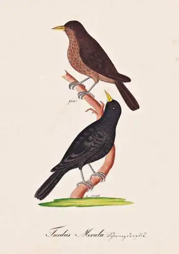 Turdus Merula - Amsel Schwarzdrossel blackbird Drossel trush / Vogel bird oiseau Vögel bird oiseux / Tiere an