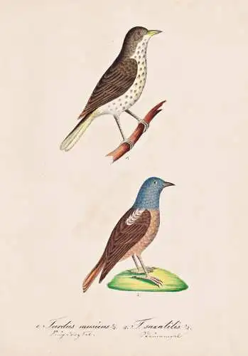 Turdus musicus / T. saxatilis - Singdrossel song thrush Drossel / Steinrötel rock thrush  /Vogel bird oiseau