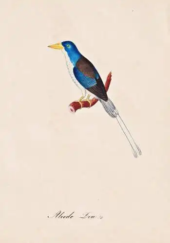 Alcedo Dea - Eisvogel kingfisher / Vogel bird oiseau Vögel bird oiseux / Tiere animals animaux / Zoologie zoo
