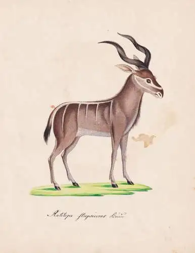 Antilope strepsiceros - Strepsiceros Greater kudu antelope Antilope / Tiere animals animaux / Zoologie zoology