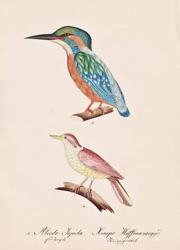 Alcedo Ispida / Xenops Hoffmanseggii - Eisvogel kingfisher / Töpfervogel Ovenbirds furnariids / Vogel bird oi