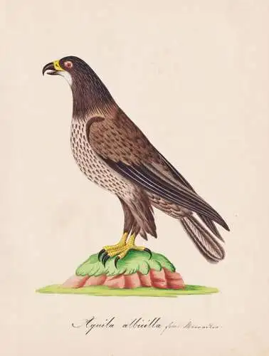 Aquila albicilla - Seeadler Adler eagle eagles / Vögel birds oiseaux Vogel bird / Tiere animals animaux / Zoo