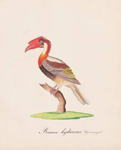 Buceros hydrocorax - Feuerhornvogel Philippine hornbill kalaw / Vogel bird oiseau Vögel bird oiseux / Tiere a