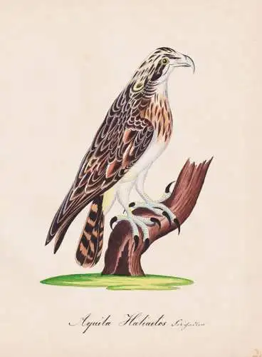Aquila Haliaetos - Adler eagle eagles / Vögel birds oiseaux Vogel bird / Tiere animals animaux / Zoologie zoo