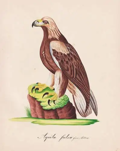 Aquila fulva - Steinadler Adler Golden eagle eagles / Vögel birds oiseaux Vogel bird / Tiere animals animaux