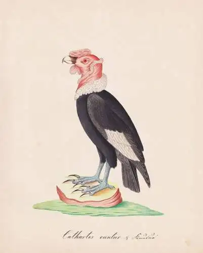 Cathartes cuntur - Truthahngeier Turkey vulture vultures Geier / Vögel birds oiseaux Vogel bird / Tiere anima