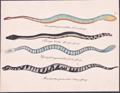 Chersydrus granulatus / Pelamys bicolor ... - Schlangen snakes / little file snake / yellow-bellied sea snake