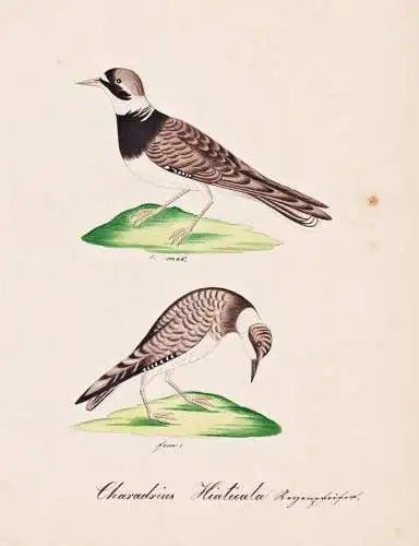 Charadrius Hiaticula - Sandregenpfeifer Regenpfeifer ringed plover / Vogel bird oiseau Vögel bird oiseux / Ti