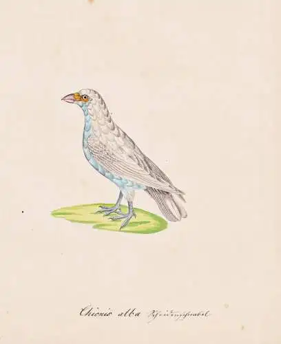 Chionis alba - Weißgesicht-Scheidenschnabel snowy sheathbill paddy / Vogel bird oiseau Vögel bird oiseux / T