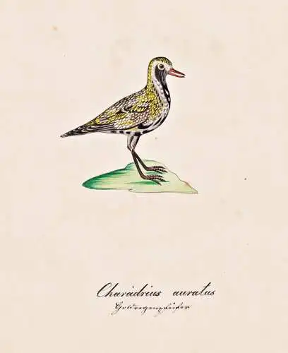 Charadrius auratus - Goldregenpfeifer Regenpfeifer golden plover / Vogel bird oiseau Vögel bird oiseux / Tier
