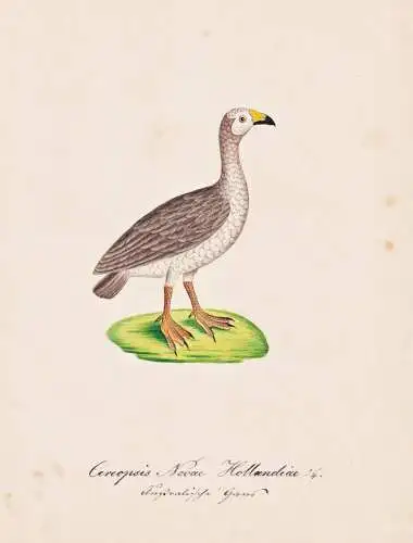 Cereopsis Novae Hollandiae - Hühnergans Cape Barren goose / Vogel bird oiseau Vögel bird oiseux / Tiere anim