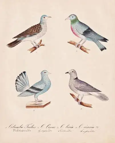Columba Turtur / C. Oenas / C. livia / C. risoria - turtle dove Turteltaube / Hohltaube stock dove / Felsentau